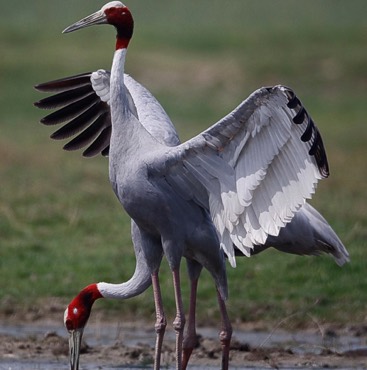 Sarus Cranes